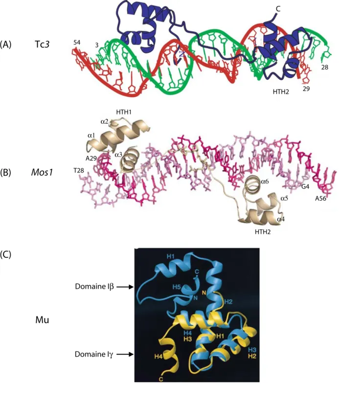 Figure 13: Exemples de structures tridimensionnelles de motifs de liaison à l'ADN de  transposases à motif DDE.