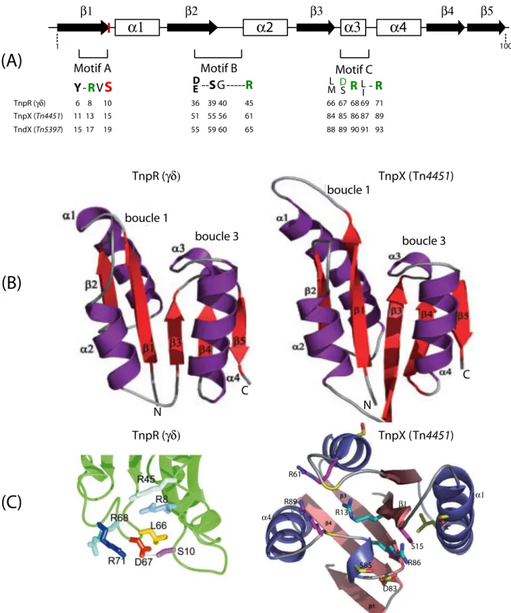 Figure 20:  Modélisation de la structure de la transposase à sérine TnpX du transposon  Tn4451.