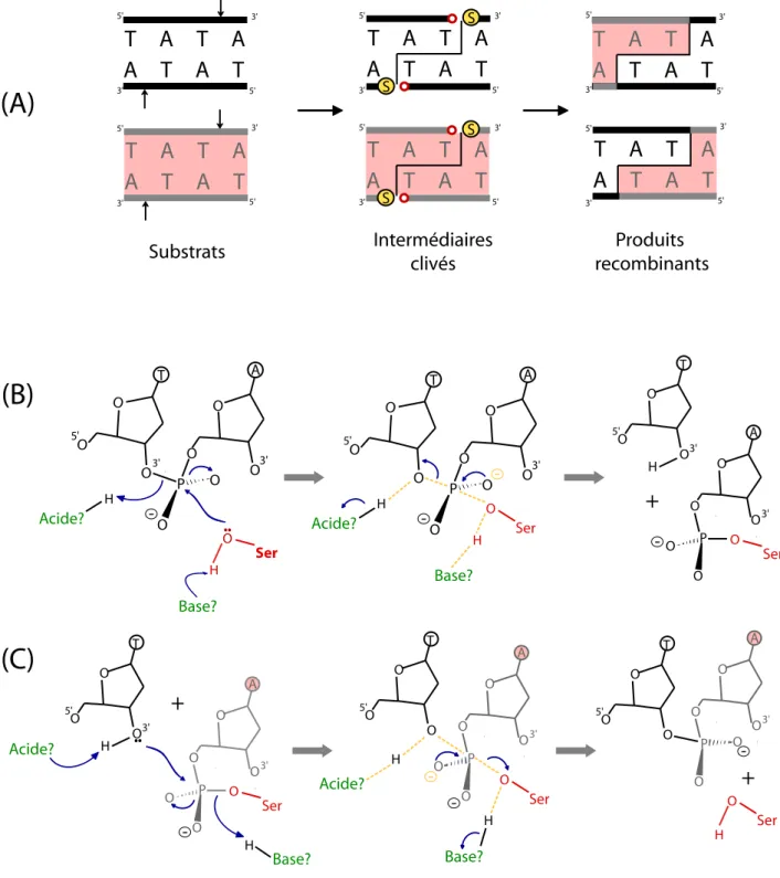 Figure 21:  Réactions de clivage et transfert de brin catalysées par les recombinases à  sérine.