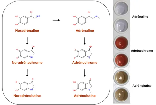 Figure 1.1 : Synthèse des aminochromes 