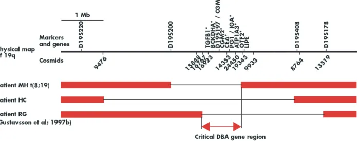 Figure 2. Identification du premier gène candidat RPS19 sur le chromosome 19