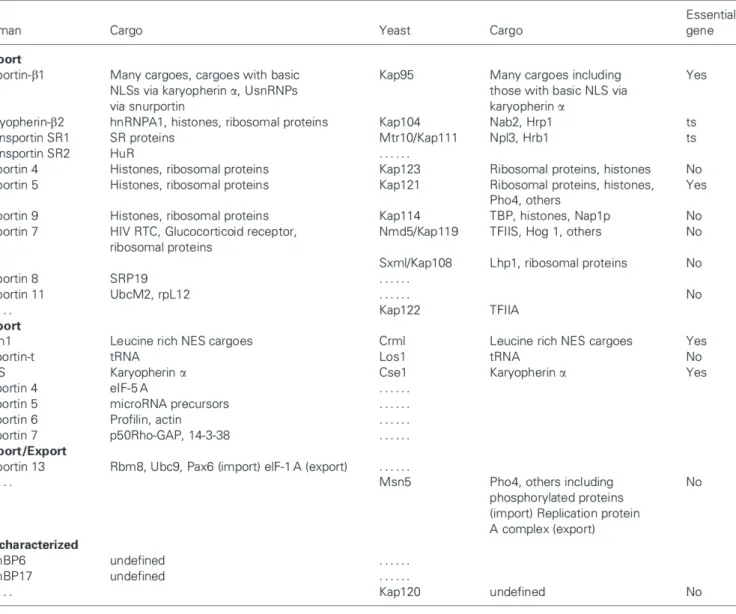 Tableau 2. Liste exhaustive des caryophérines beta D'après, Pemberton et al., 2005