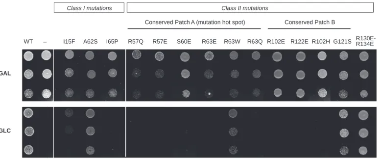 Figure 3. Eﬀect of mutations on RPS19 function in yeast. Capacity of various RPS19 mutants to complement RPS19 expression knockdown was tested in a yeast strain expressing wild-type RPS19 under control of a GAL promoter