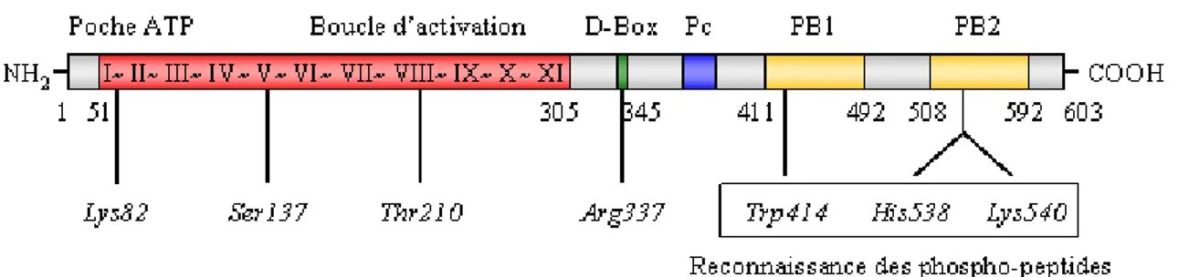 Figure 6 : Structure schématique des différents domaines de Plk1. Le domaine catalytique de Plk1 est 