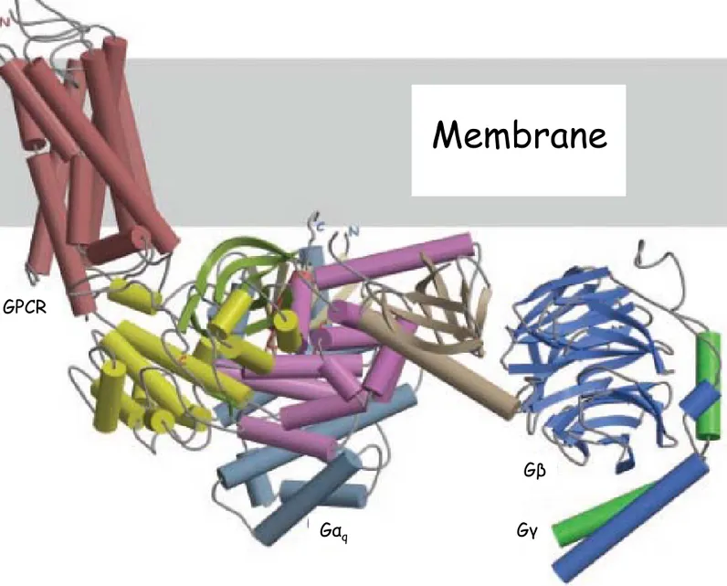 Figure I-6 : Schéma du complexe entre un RCPG,  la protéine GRK et l’hétérotrimère de protéine G (adaptée de Lodowski 2003)