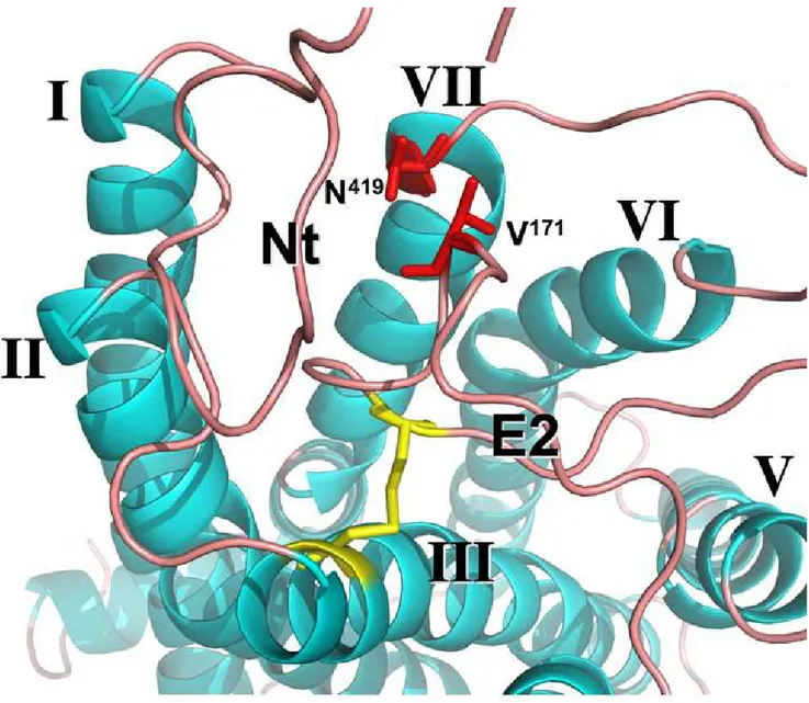 Figure V-1 : Le rôle de filtre joué par la boucle EC2 du récepteur muscarinique M2 (issu de Avlani 2007)