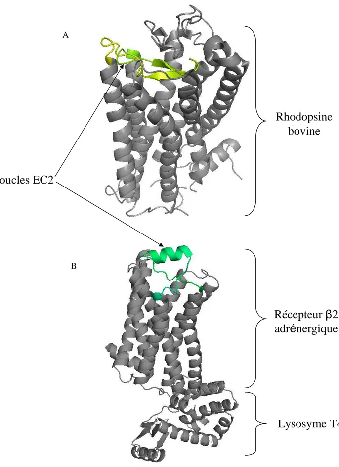 Figure V-2 : Les boucles EC2 des deux structures connues de RCPGs (code pdb 1F88 pour la rhodopsine et 2RH1 pour le récepteur β2-adr é nergique)