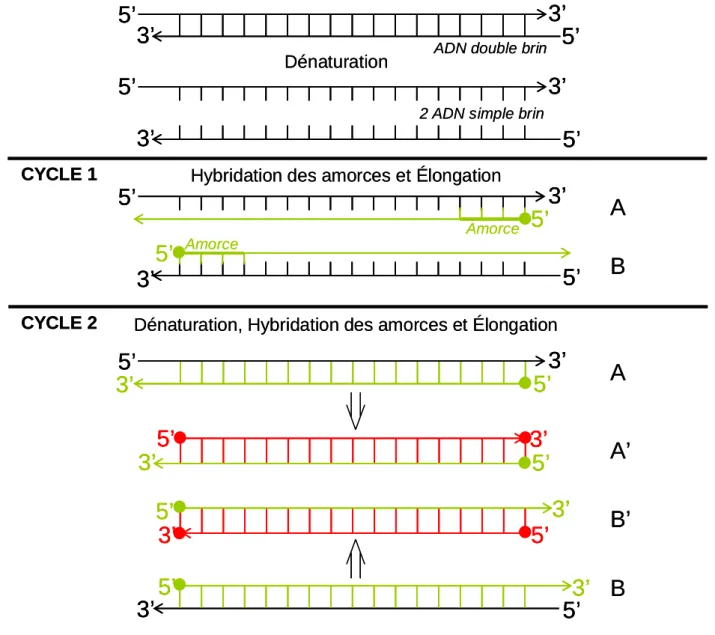 Figure 2. Principe de la Polymerase Chain Reaction (PCR) ABA A’B’B3’5’5’3’3’5’5’3’3’3’5’5’3’3’5’5’3’5’3’5’3’5’3’5’5’5’3’5’5’3’3’5’3’