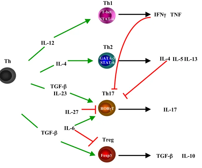 Figure 1 : Differenciation des lymphocytes T CD4+ ou T helper. Sont indiqués les facteurs de transcription spécifiques de lignage et les cytokines sécrétées spécifiques par sous population de lymphocyte T CD4+