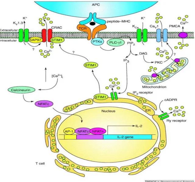 Figure 4 : Les différentes voies de signalisation calcique induite par la stimulation du TCR dans les lymphocytes T