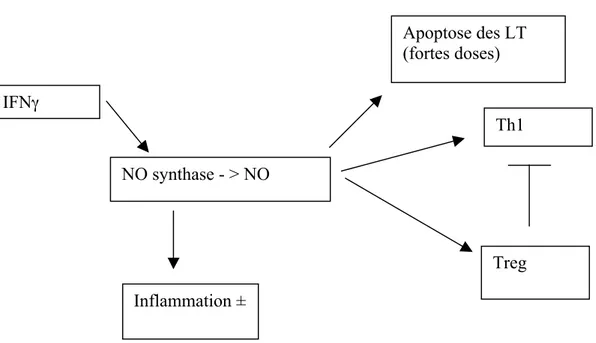 Figure 5  : Effets du NO sur la différenciation des lymphocytes T. L’IFNg induit la production