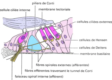 Fig. 1.6  Schéma de l'organe de Corti vu en coupe transversale. Adapté d'après Galifret ( 1991 ).