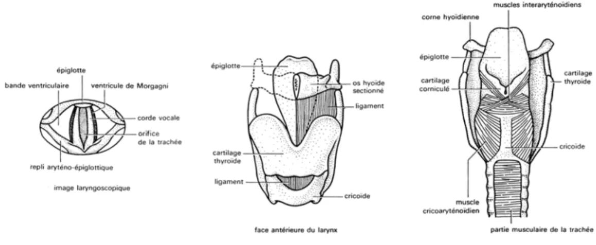 Fig. 2.2  Structure anatomique du larynx. D'après Abitbol ( 1991 ).