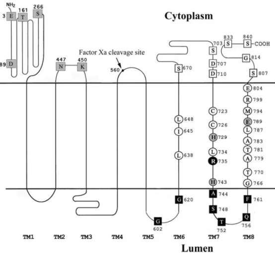Figure 1.2: Figure from Wang et al. [73], showing the latest topological model of V-ATPase subunit a