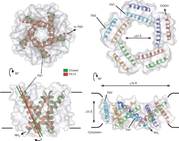 Figure 1.5: A figure from Perozo et al. [51], showing a structural model of the closed state (left) and open state (right) of MscL as determined from ESR  con-straints.