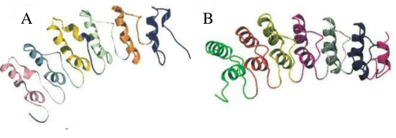 Figure  10:  Structure  de  protéines  à  répétitions  ankyrine  en  haute  résolution  (Mosavi et al., 2004)