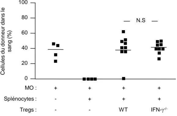 Figure 1 : La production d’IFN- par les Tregs n’est pas impliquée dans