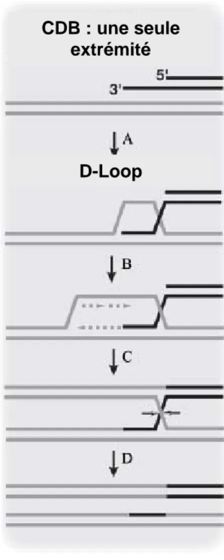 Figure 11. Mécanisme BIR pour réparer les cassures  double-brin de l’ADN. 