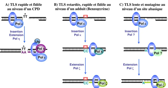 Figure 20. Modèles des trois mécanismes de TLS possibles suivant les lésions  rencontrées