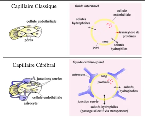 Figure 2 : Différences structurelles entre les capillaires classiques et les capillaires cérébraux 