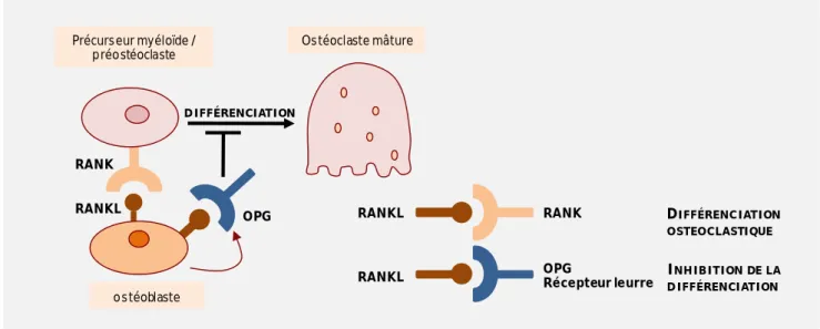 Figure 11: Triade RANK/RANKL/OPG et différenciation de l’ostéoclaste 