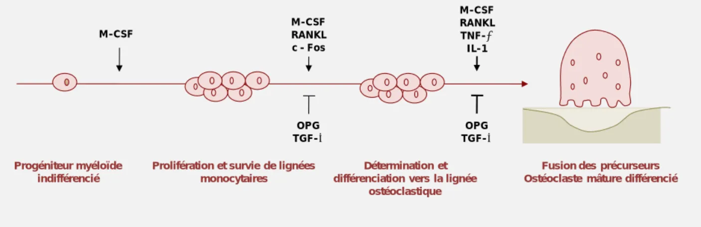 Figure 12 : Différenciation des ostéoclastes 