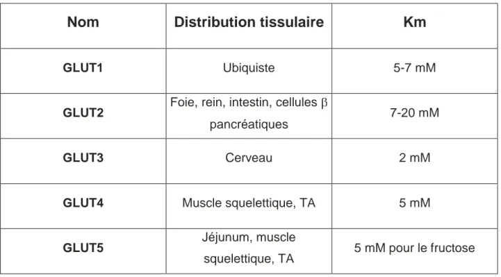 Table 1 : Distribution tissulaire et Km des principaux transporteurs de glucose. 