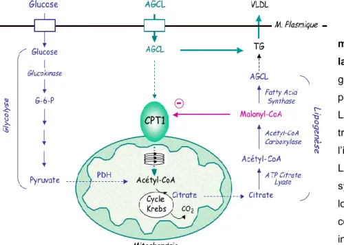 Fig.  4  Mécanismes  moléculaires  impliqués  dans  la  lipognénèse  de  novo.  Le 