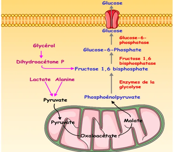 Fig.  7  La  Néoglucogénèse.  En  cas  de  besoins  énergétique s, l‟organisme a la capacité de  synthétiser du glucose à partir de différents substrats comme le glycérol, le lactate et l‟alanine