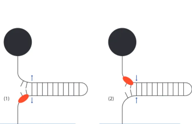 Figure 12 – Vitesses d’ouverture et de fermeture en paires de bases par seconde de l’enzyme Rep G373T374T6.