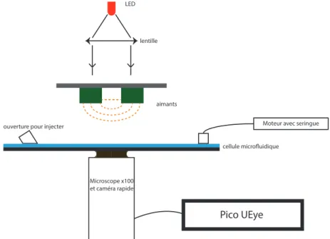 Figure 1 – Schéma global de l’expérience : les billes sont placées dans la cellule microfluidique, et les rayons issus du dispositif optique interfèrent au niveau de celles-ci