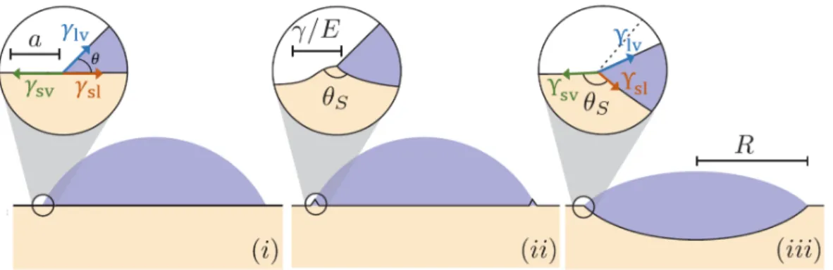 Figure 2 Goutte sur un substrat ´ elastique ´ epais, dont la longueur ´ elastocapillaire l S = γ/E varie