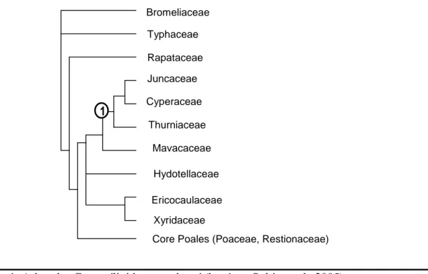 Figure 1. Arbre des Commélinideae condensé (basé sur Soltis et al., 2005). 