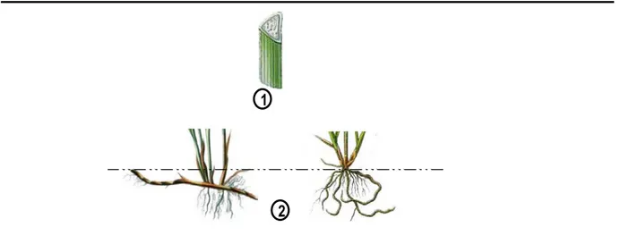 Figure 4. Morphologie des organes végétatifs. 