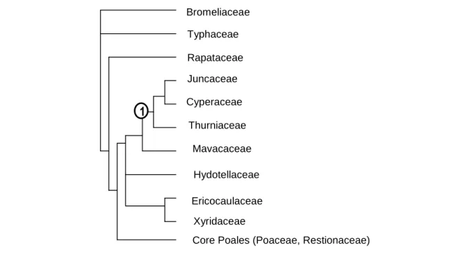 Figure 9. Summary tree of commelinids based on Soltis et al. (2005). 