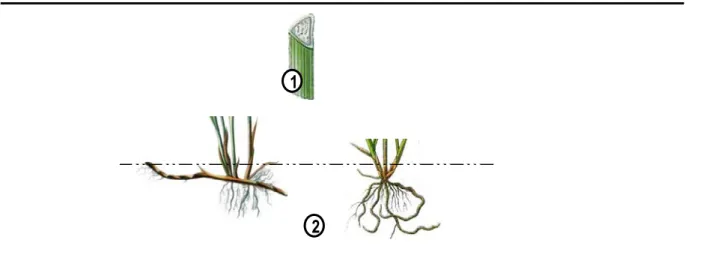 Figure 12. Morphology of vegetative organs. 