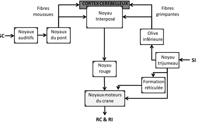 Figure O- 4 : Schéma simplifié du circuit cérébelleux impliqué dans le conditionnement de la  membrane nictitante en protocole de Délai