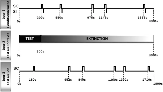 Figure I-1 : Déroulement temporel du protocole expérimental dans l’expérience 1. Chaque  phase du protocole est réalisée sur une seule séance