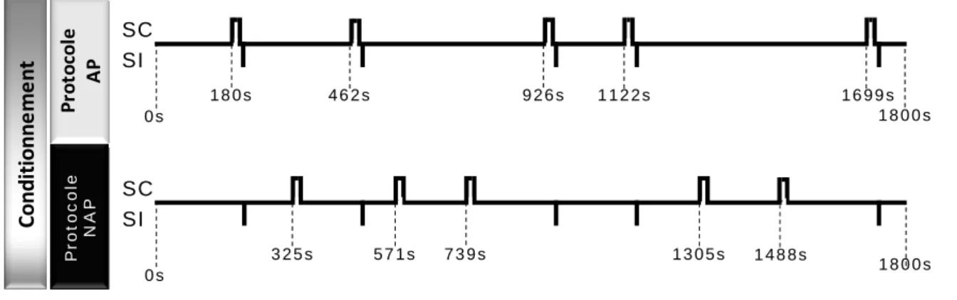 Figure I-  4  : Déroulement temporel de la phase de conditionnement de l’expérience 2