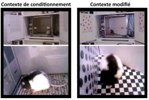 Figure I- 7 : Photographies d’un rat dans une boîte de conditionnement en configuration de  conditionnement et de test au contexte à gauche, et en configuration de test au contexte  modifié et test au son à droite