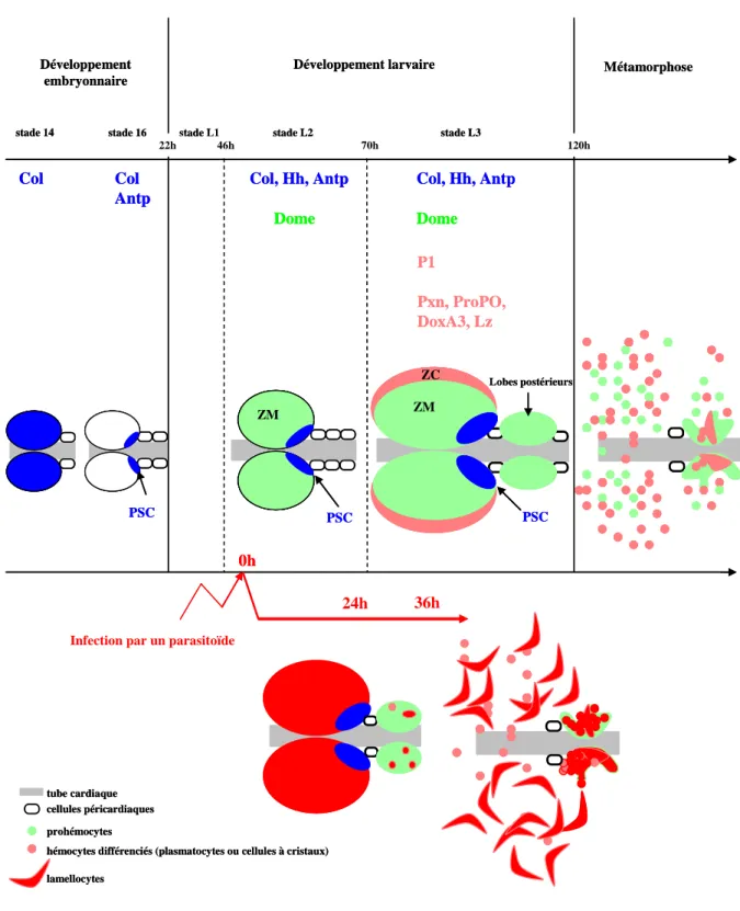 Figure 8. Représentation schématique de la morphologie de la glande lymphatique en contexte  physiologique et après infection par un parasitoïde.