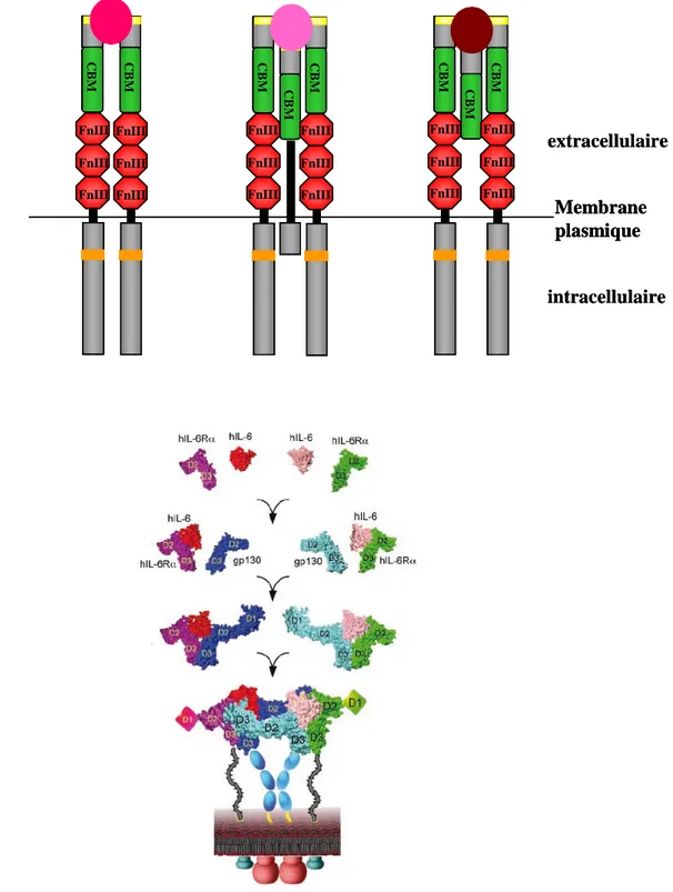 Figure 13. Fonctionnement de récepteurs de cytokine de classe I.