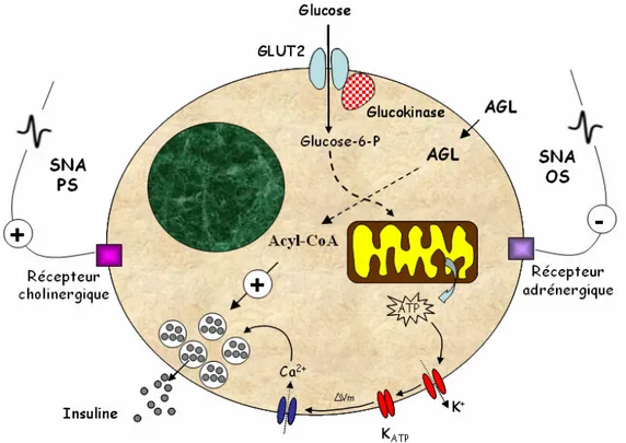 FIGURE 4  :  Représentation schématique des mécanismes cellulaires responsables de la modulation de la  sécrétion  d’insuline  à  court-terme