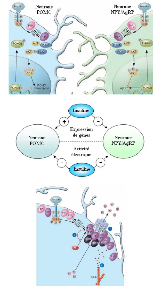 Figure 14 :  Cibles cellulaires hypothalamiques de l’insuline (A-B), voies de signalisations impliquées  dans la régulation de l’expression des gènes (A) et de l’activité électrique des neurones à NPY/AgRP et  à POMC (C)