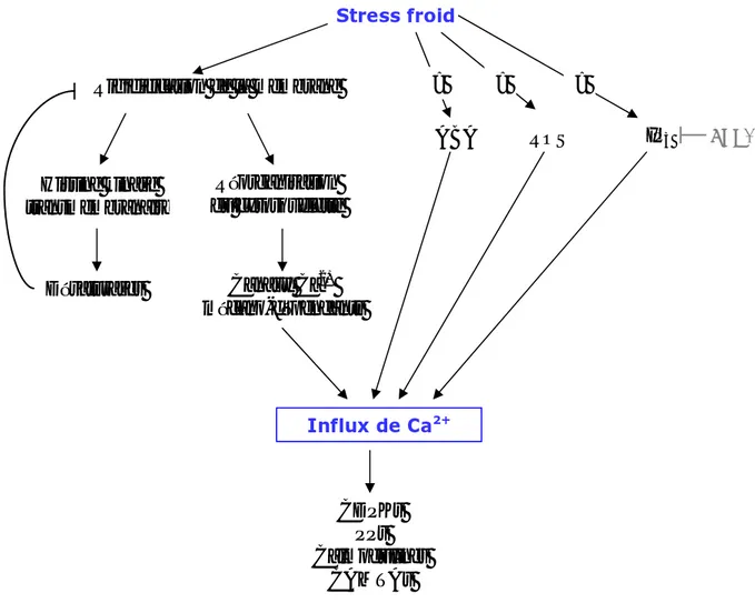 Figure I-1 : Hypothèses de perception et transmission du signal stress froid. 