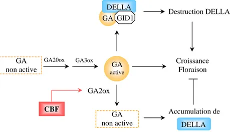 Figure II-1 :  Hypothèse sur l’implication des CBFs dans la voie de biosynthèse des  gibbérellines proposée par Achard et ses collaborateurs