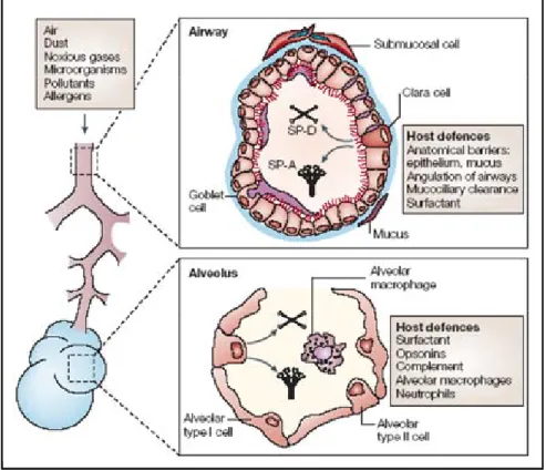 Fig. 1.7. Lung host-defense mechanisms. (Wright, 2005) 