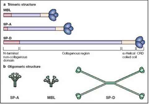 Fig. 1.8. Collectin and C1q structure. (Wright et al., 2004) 