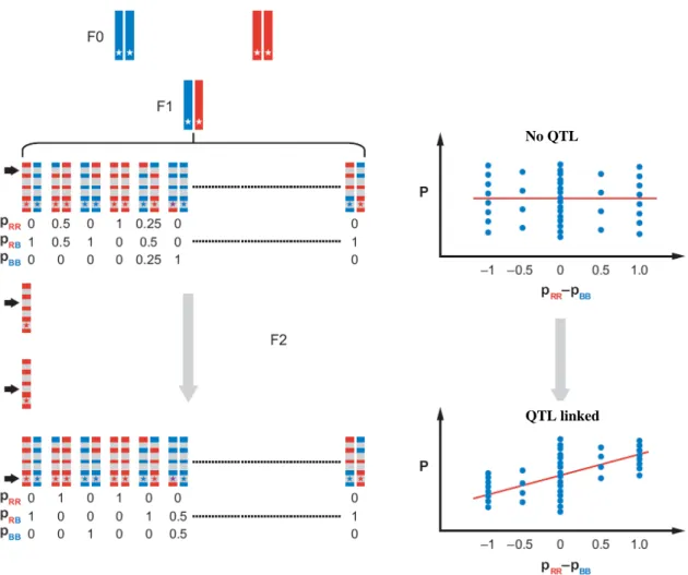 Figure 1. Principles of quantitative trait loci (QTL) interval mapping using linear regression (LR) 