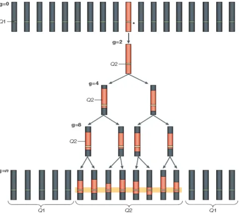 Figure 2 Identical-by-descent mapping. Assume that the quantitative trait locus (QTL) allele Q2 originates 